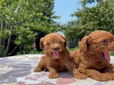 Safkan Red Brown Poodle Yavrular En Özeli En Uygunu
