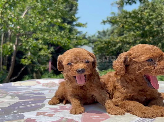 Safkan Red Brown Poodle Yavrular En Özeli En Uygunu görsel