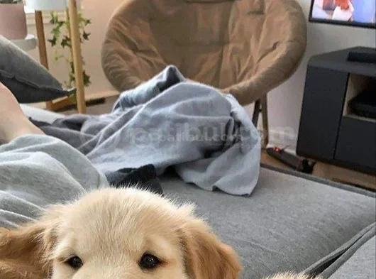 Koca Kafa Baby Face Golden Bebekler görsel