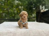 Ai̇leye Uyumlu Sevi̇mli̇ Malti̇poo
