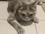 Abla Ve Erkek Kardeş British Shorthair