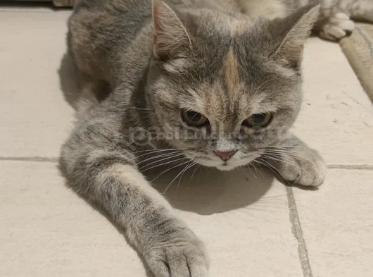 Abla Ve Erkek Kardeş British Shorthair görsel