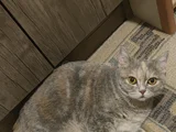 Abla Ve Erkek Kardeş British Shorthair