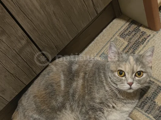Abla Ve Erkek Kardeş British Shorthair görsel