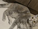 Abla Ve Erkek Kardeş British Shorthair