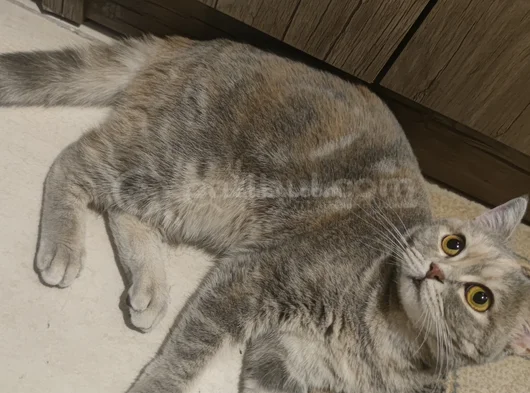 Abla Ve Erkek Kardeş British Shorthair görsel