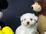 Bıcır Bıcır Neşeli Bebekler