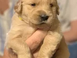 Mükemmel Kali̇te Golden Bebekler