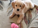 BABY FACE KÜT BURUNLU GOLDEN RETRIEVER BEBEKLER
