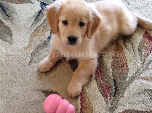 Baby Face Küt Burunlu Golden Retriever Bebekler