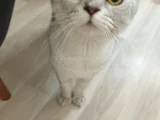 British short hair kedimizi Sahiplendiriyoruz