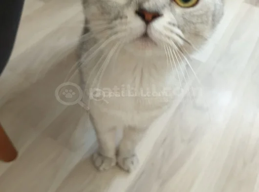 British Short Hair Kedimizi Sahiplendiriyoruz