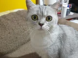 British Short Hair Kedimizi Sahiplendiriyoruz
