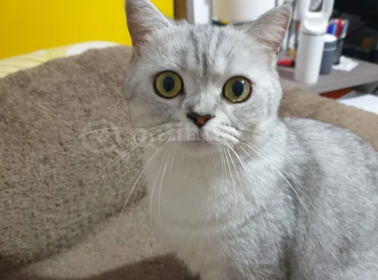 British Short Hair Kedimizi Sahiplendiriyoruz görsel