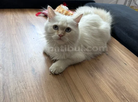 Yoğun Işten Dolayı Ücretli Sahiplendiriyorum görsel