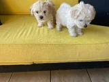 Maltipoo yavrularımız