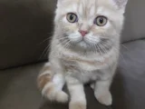 Abla ve erkek kardeş British shorthair