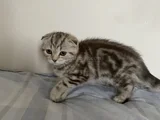 Mükemmel bir yavrruu