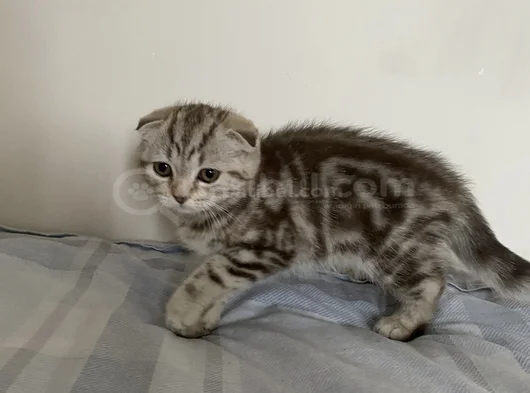 Mükemmel Bir Yavrruu