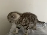 Mükemmel Bir Yavrruu