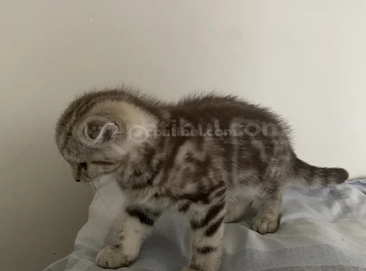 Mükemmel Bir Yavrruu görsel