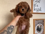 Orijinal Toy Poodle Yavrular