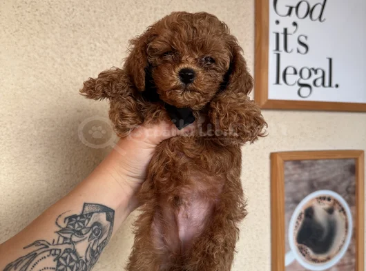 Orijinal Toy Poodle Yavrular görsel