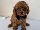 Orijinal Toy Poodle Yavrular