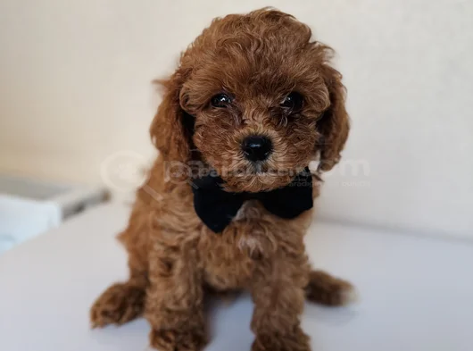 Orijinal Toy Poodle Yavrular görsel