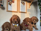 Orijinal Toy Poodle Yavrular