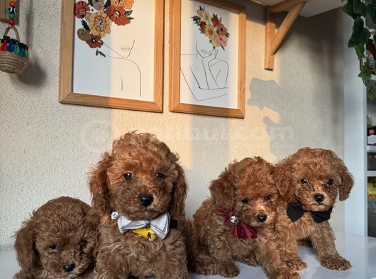 Orijinal Toy Poodle Yavrular görsel