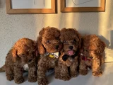 Orijinal Toy Poodle Yavrular