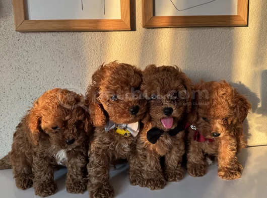 Orijinal Toy Poodle Yavrular görsel