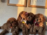 Orijinal Toy Poodle Yavrular