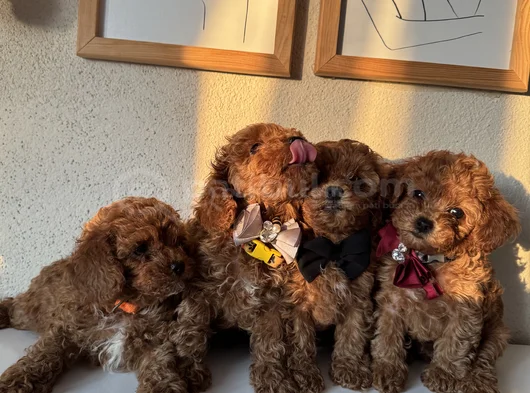Orijinal Toy Poodle Yavrular
