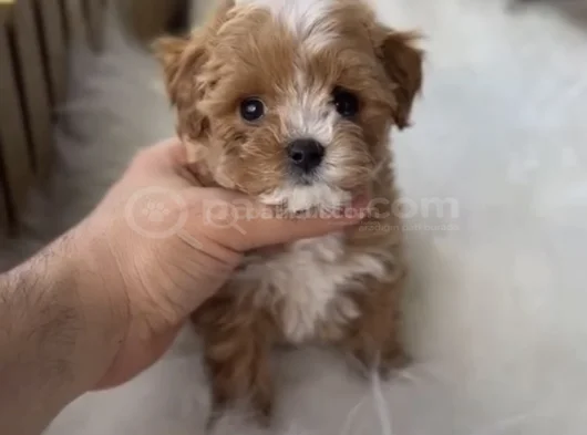 Xxs Gerçek F1 Malti̇poo Yavrular Wc Eği̇ti̇mli̇