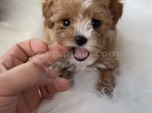 Xxs Gerçek F1 Malti̇poo Yavrular Wc Eği̇ti̇mli̇ görsel
