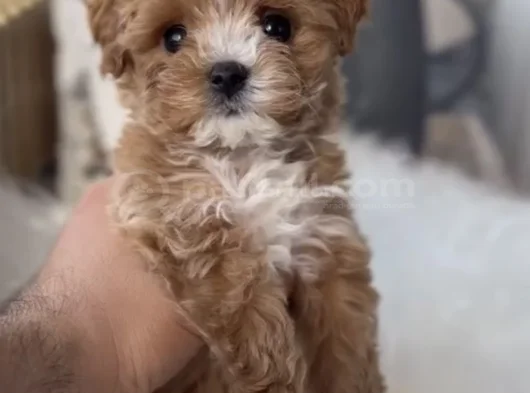 Xxs Gerçek F1 Malti̇poo Yavrular Wc Eği̇ti̇mli̇ görsel