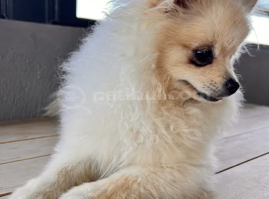 Güzel Kızım Tayla görsel