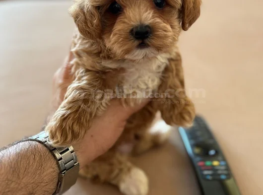 Xxs Gerçek F1 Malti̇poo Yavrular Wc Eği̇ti̇mli̇ görsel