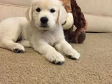 Baby Face Küt Burunlu Golden Retriever Bebekler