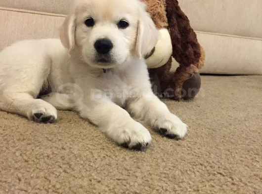 Baby Face Küt Burunlu Golden Retriever Bebekler görsel