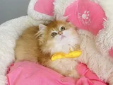 Üst Düzey Golden Ny12 British Longhair Bebegim