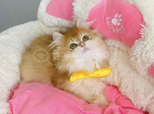Üst Düzey Golden Ny12 British Longhair Bebegim görsel