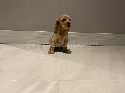 Cocker Dişi Erkek Yavrularımız görsel