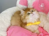 Üst Düzey Golden Ny12 British Longhair Bebegim