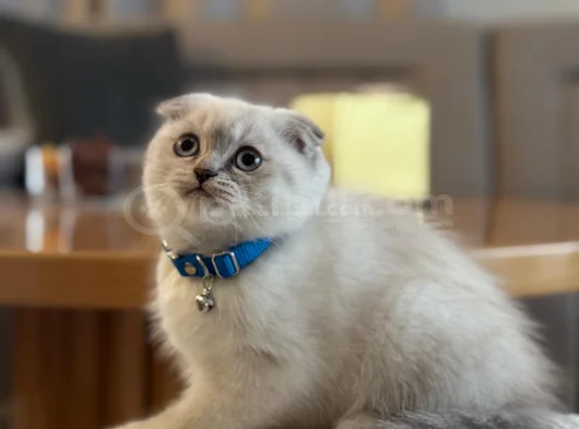 3 Aylık Scottish Fold Blue Point Dişi Yavru görsel