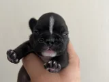 French Buldog Cho