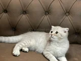 MAMA KARŞILIĞI 3 AYLIK ERKEK SCOTTISH FOLD