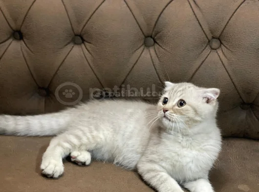Mama Karşiliği 3 Aylik Erkek Scottish Fold